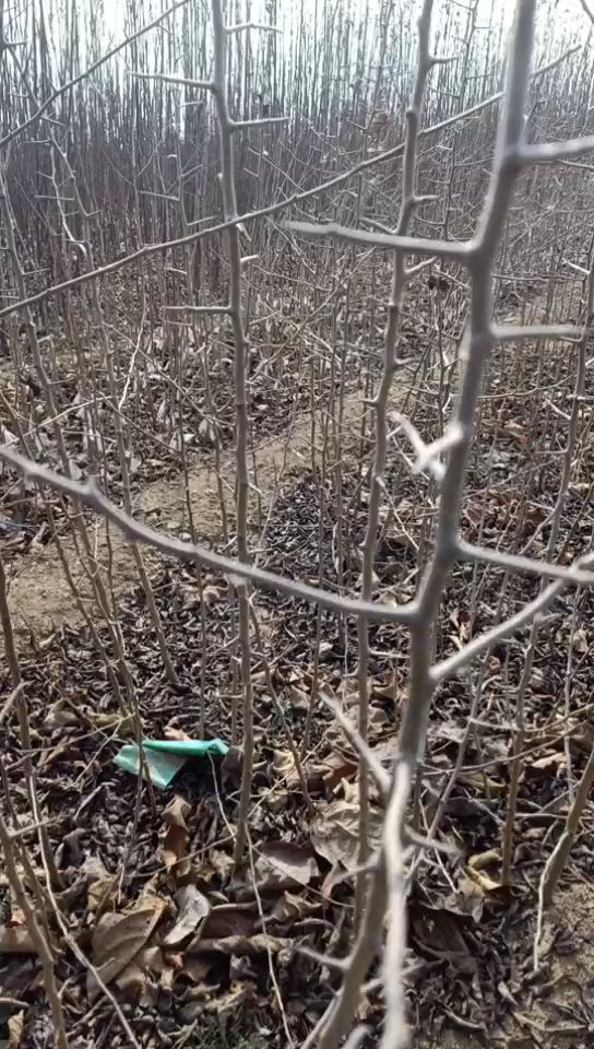 杜梨苗 实生苗 裸根苗 60公分以上 0.6公分以上 