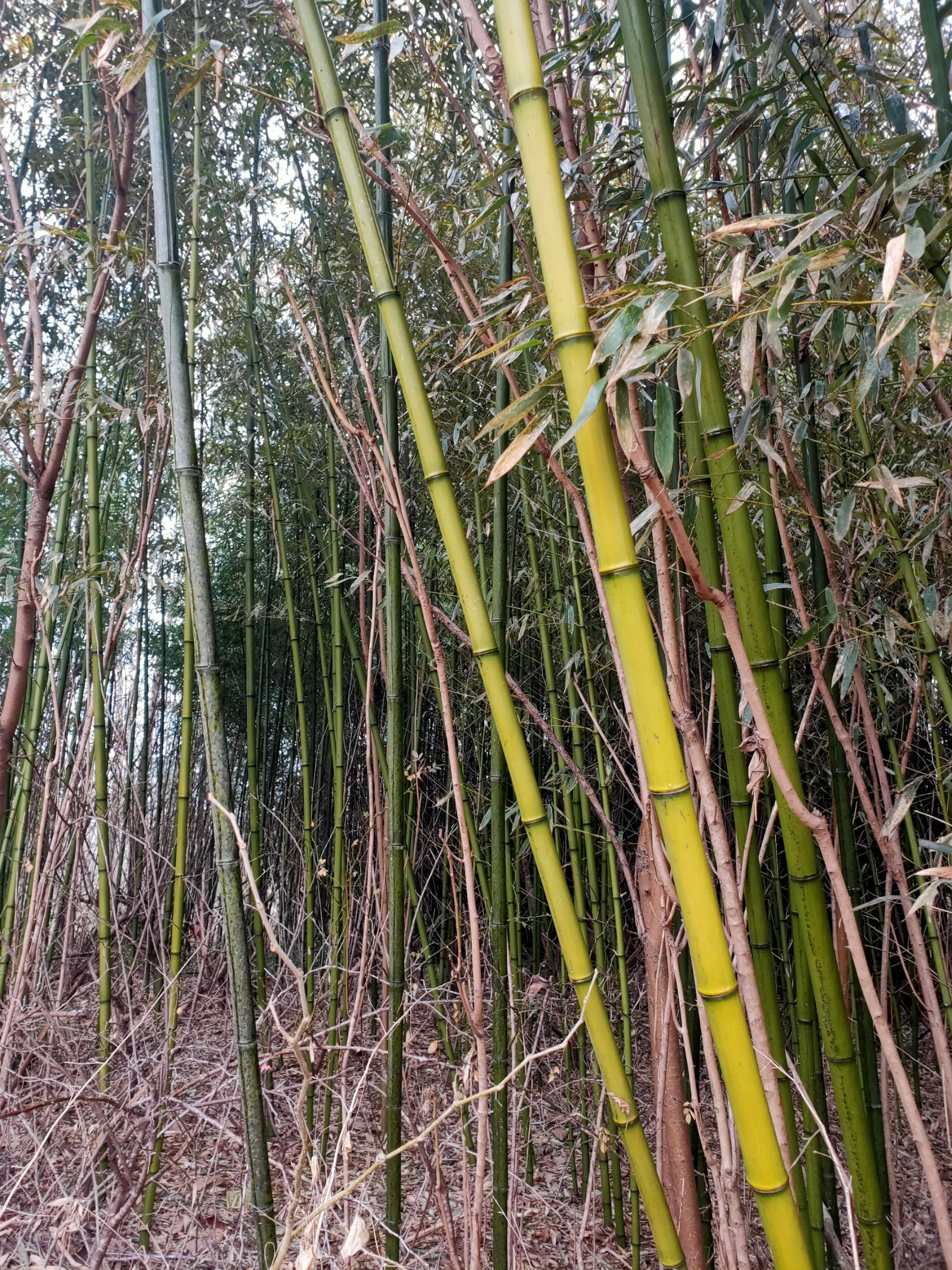 四季竹  竹子 菜架竹