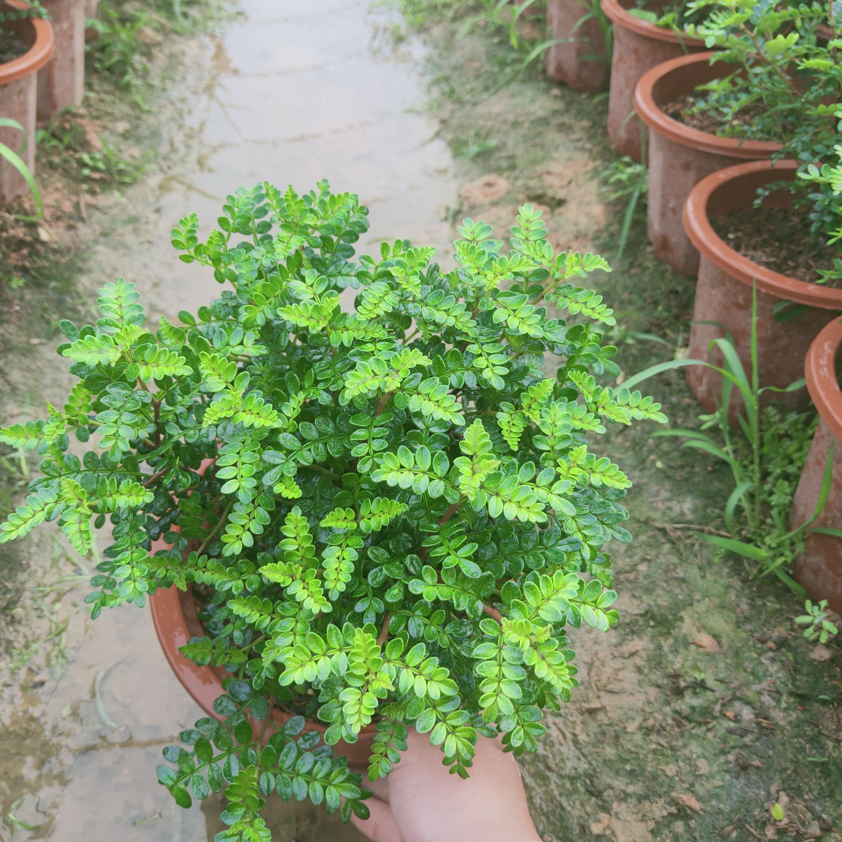  清香木/胡椒木小红盆，20-30公分高