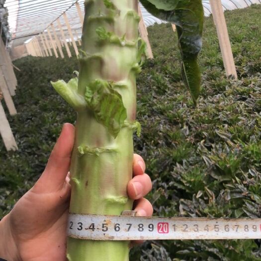 莒南县红叶莴笋  山东临沂莒南紫叶莴苣大量成熟，欢迎前来批发，量大价格更优惠