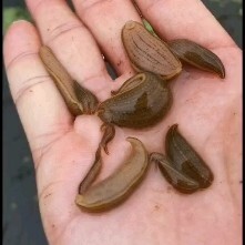 水蛭苗，宽体金线蛭，水蛭幼苗，满月苗，蚂蟥苗，种苗