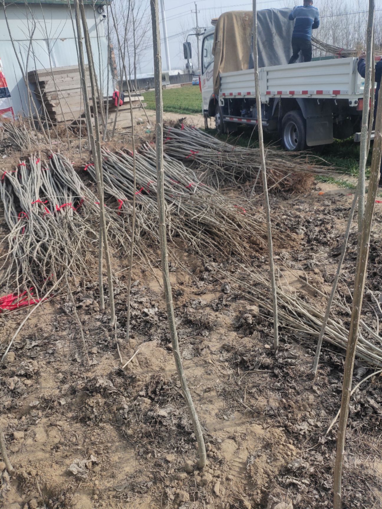  大量出售杨树苗，2025.107