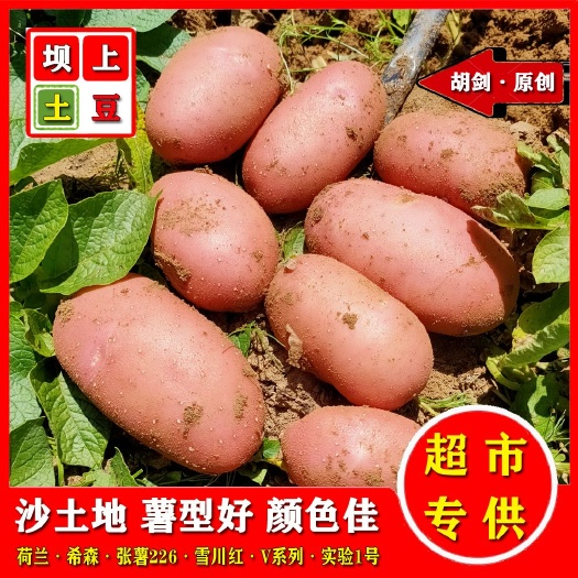 河北张家口张北县红皮土豆 雪川红 川引 高原红土豆产地批发