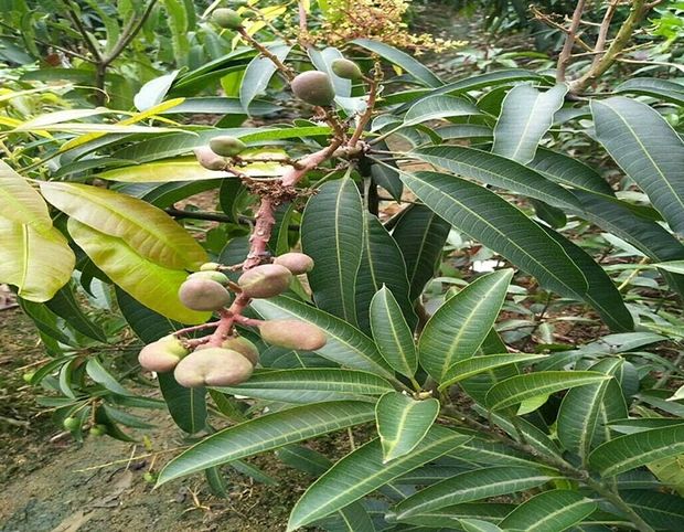 金煌芒果苗  專業(yè)嫁接芒果樹苗金煌臺農(nóng)桂七四季芒紅貴妃凱特澳芒地栽盆栽