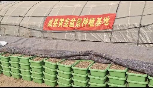 威县农场部分土地出租，水电齐全，土地平整，