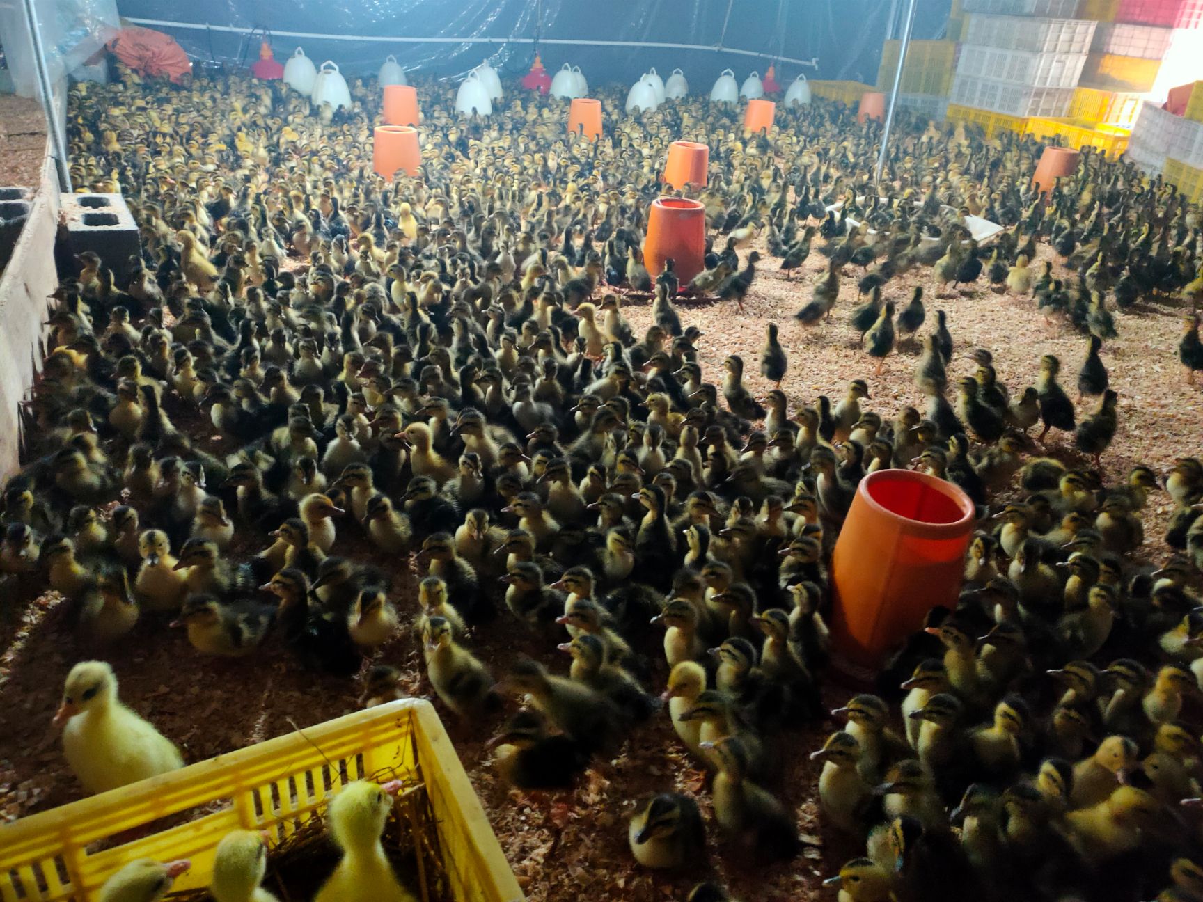 麻鸭苗，包打疫苗，