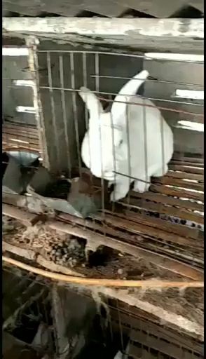 杂交兔  肉兔品种兔，肉兔种苗
