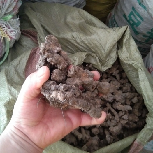 栾川山区大量出售现挖二代猪苓有需要的联系