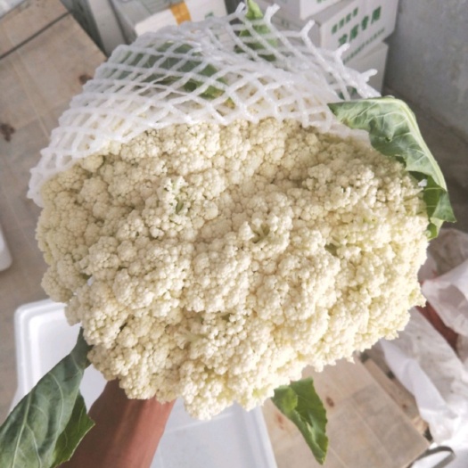 河北张家口张北县青梗散花 松花菜 白菜花 菜花种植产地批发