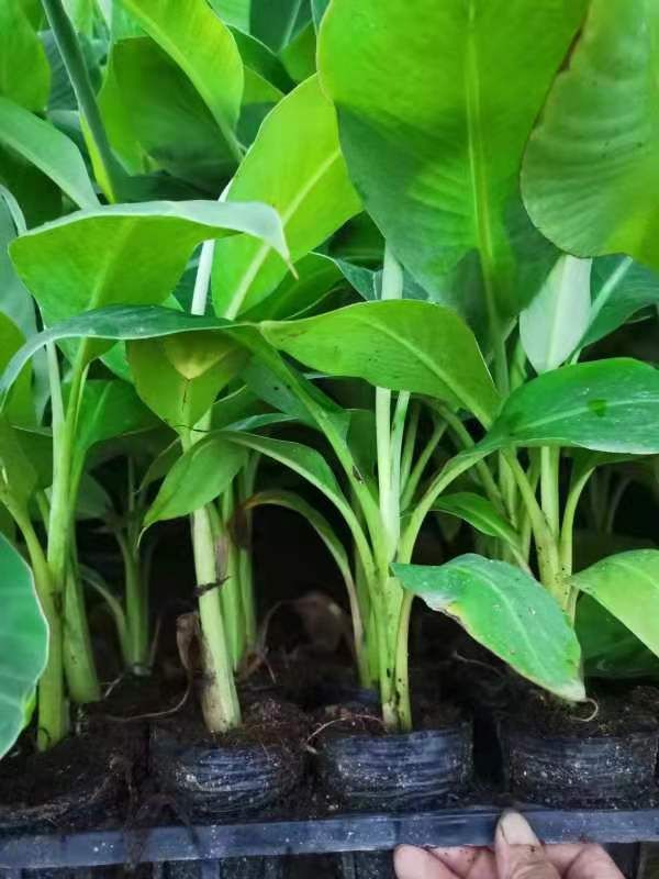 威廉斯B6香蕉苗  桂香一号蕉苗，粉蕉苗喜欢的，品种好