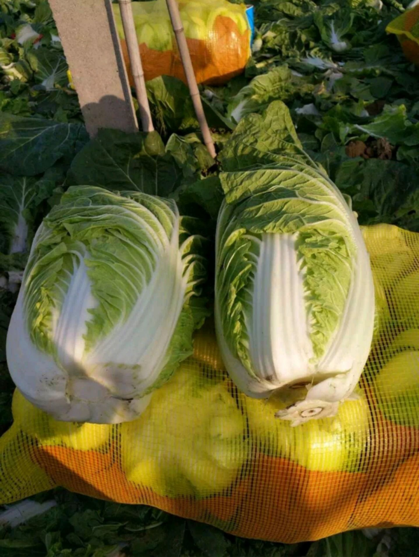 河北张家口张北县黄心大白菜种植产地批发