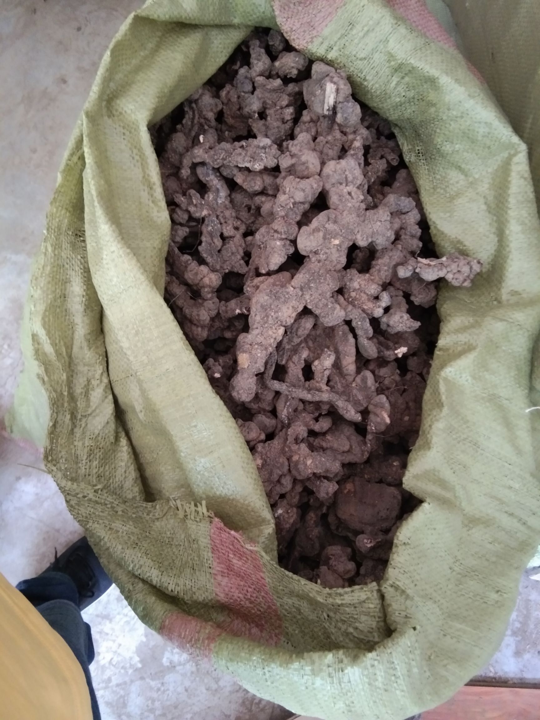 栾川山区大量出售现挖二代猪苓有需要的联系