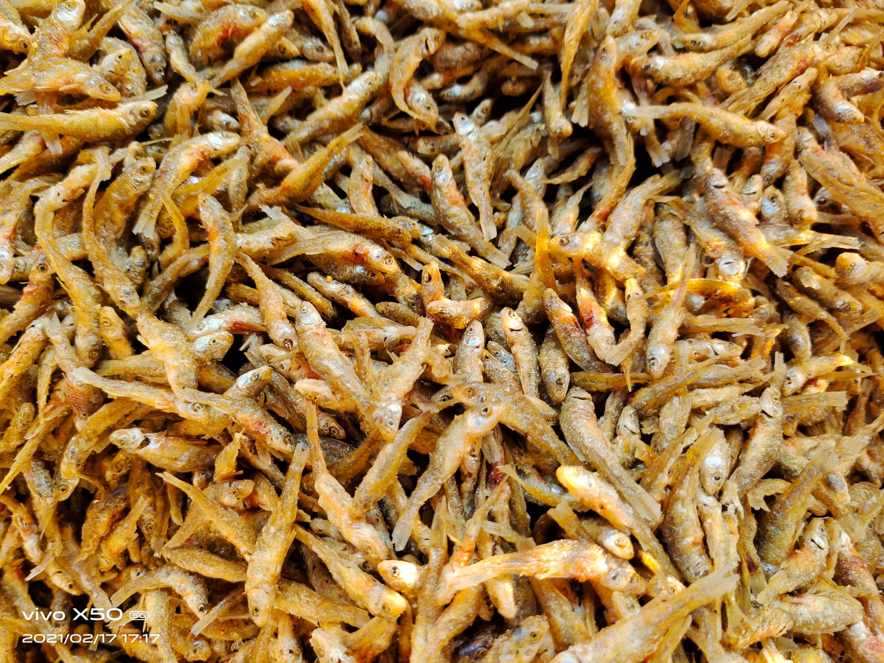 麦穗鱼干  油炸小鱼仔，小麦穗，现货供应
