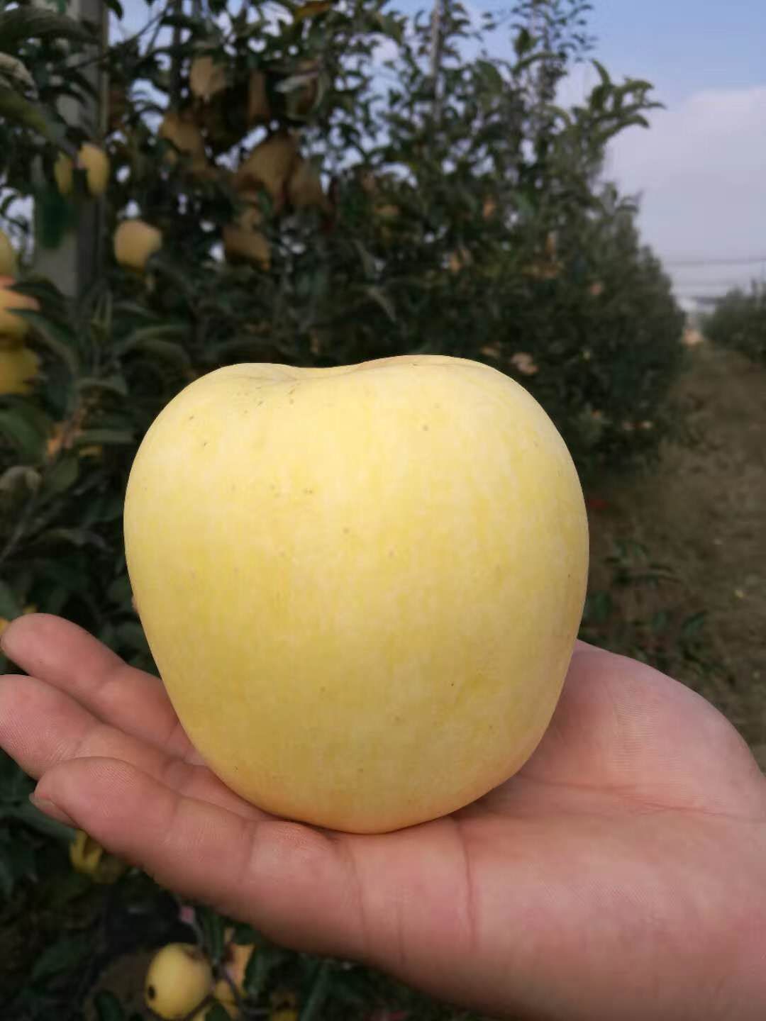 维纳斯黄金苹果苗