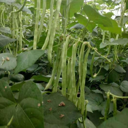 莒县九粒白芸豆  芸豆，九粒白现货供应需要的联系我，大量现货供应