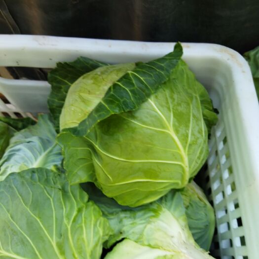 漳浦县绿包菜 甘蓝包菜 量大