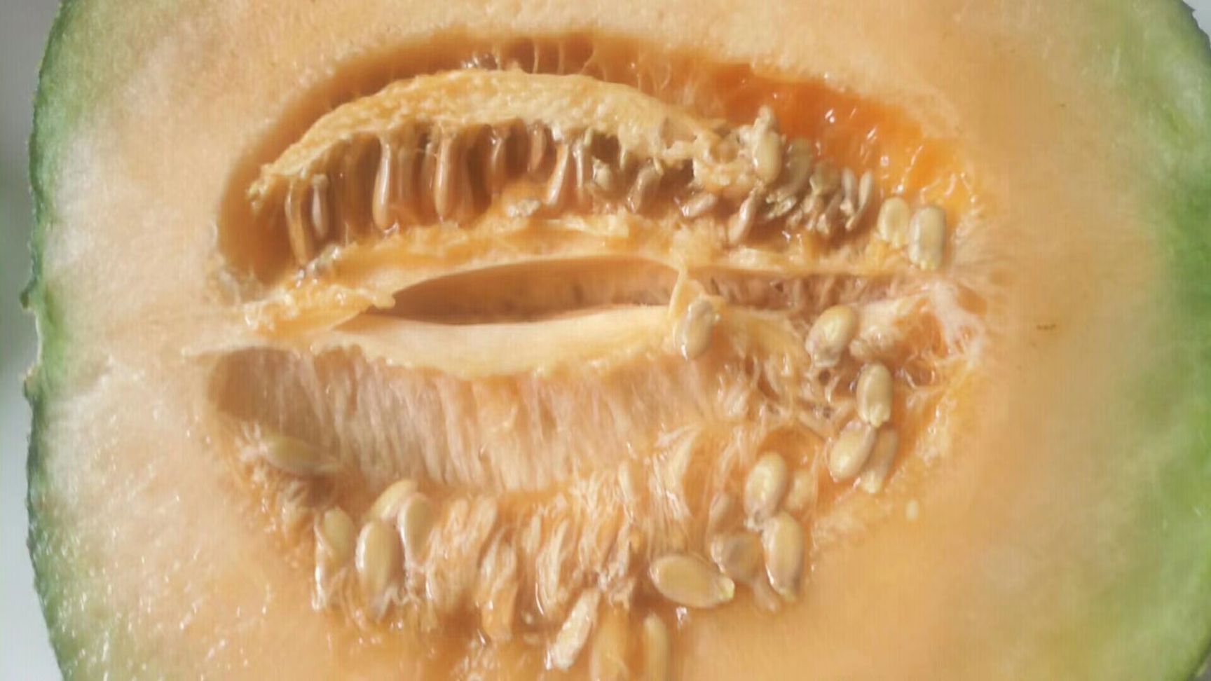 西州蜜  河北饶阳哈密瓜即将开始，口感甜，个头均匀，基地直供