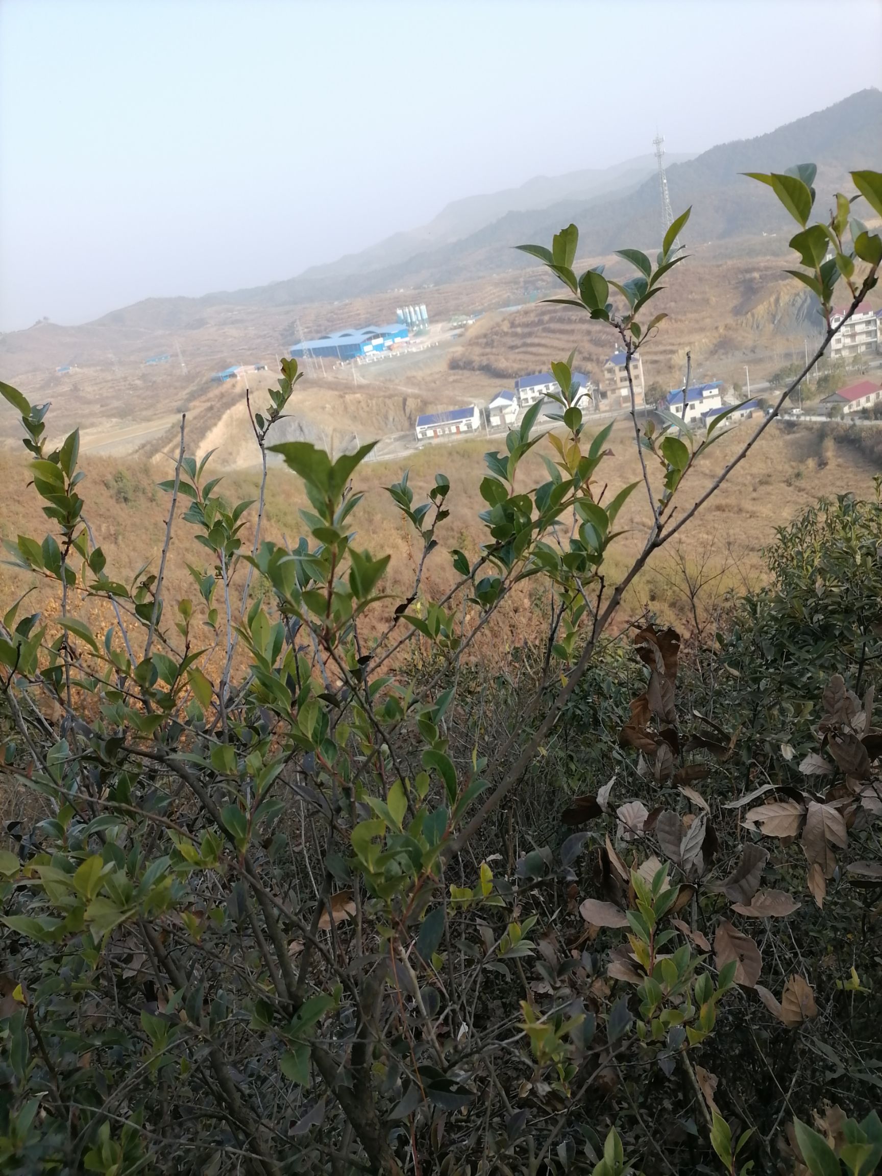 乌饭树砧木  乌米饭叶，南烛树叶，乌米粘木叶