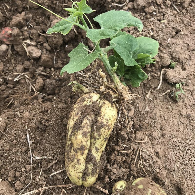 佛手瓜苗    基地直发  支持全国发货