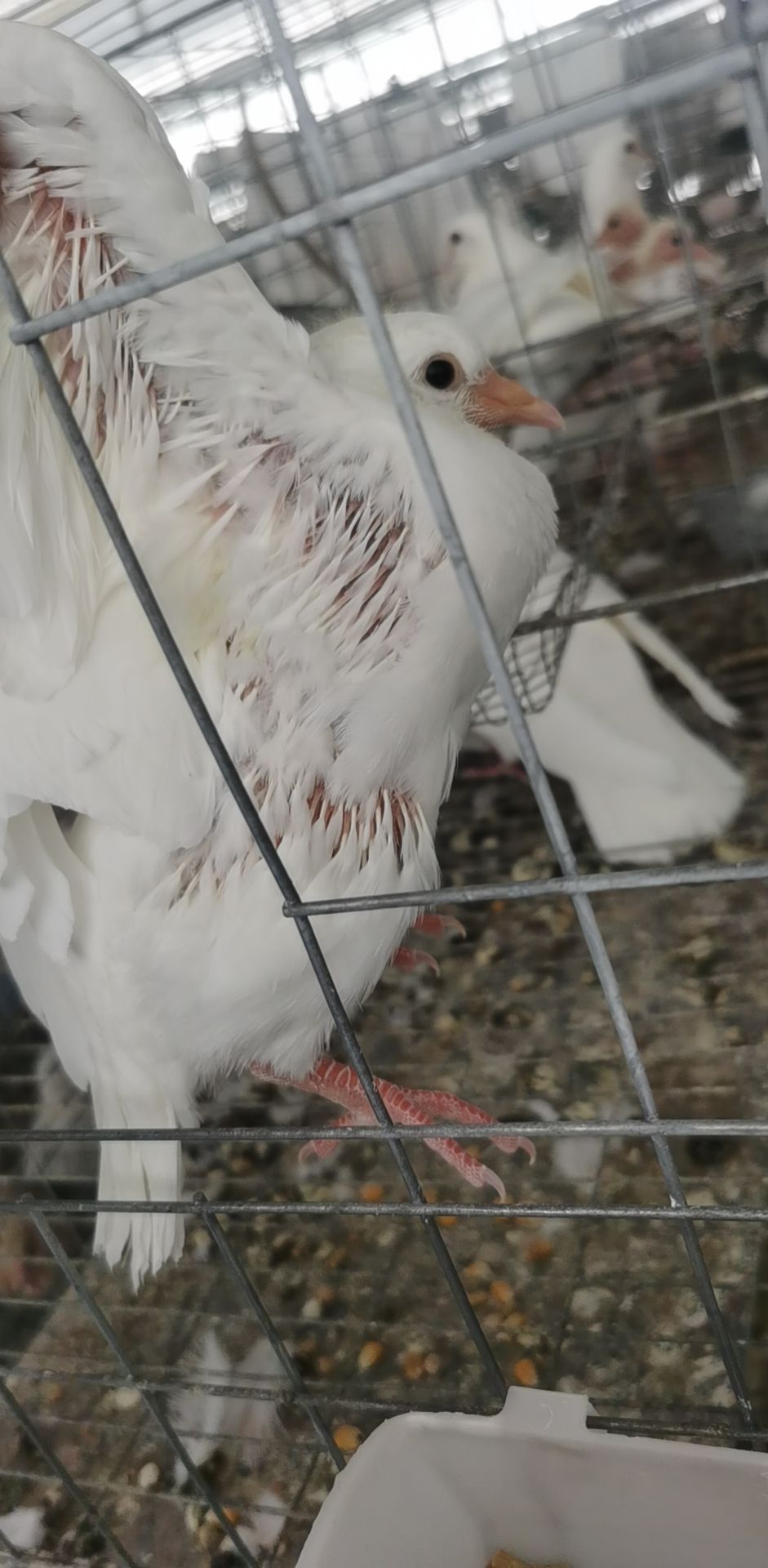 肉鸽  大花到丰毛
