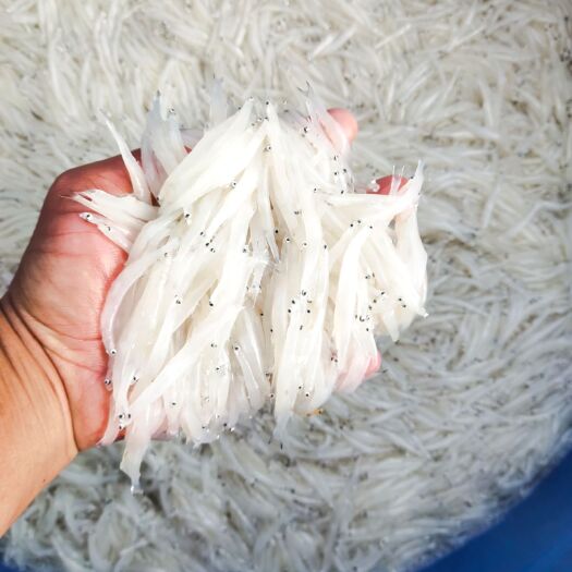 乳源县新鲜银鱼(一级饮用水源)