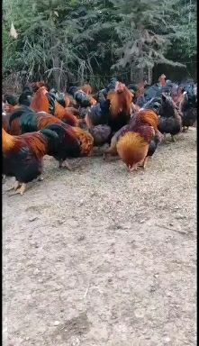 长尾鸡 清远连山走地鸡，无污染，肉感甜美，绿色养殖
