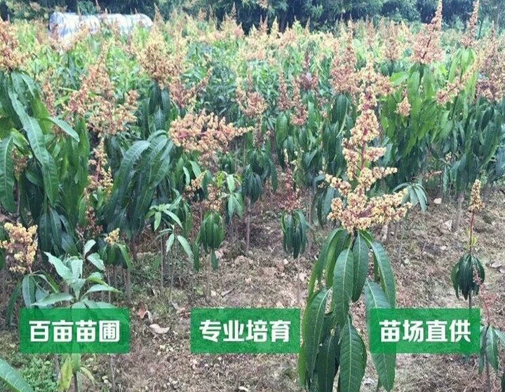 金煌芒果苗  專業(yè)嫁接芒果樹苗金煌臺農(nóng)桂七四季芒紅貴妃凱特澳芒地栽盆栽