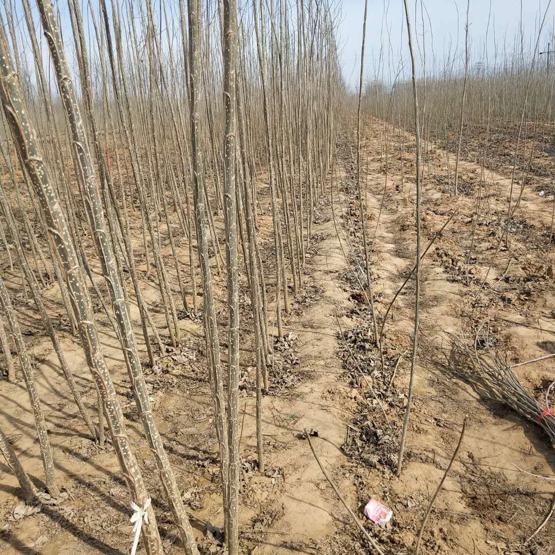 无絮杨3804  3804无絮杨，杨树种条出售