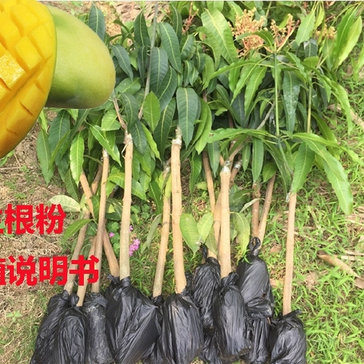 灵山县金煌芒果苗  专业嫁接芒果树苗金煌台农桂七四季芒红贵妃凯特澳芒地栽盆栽