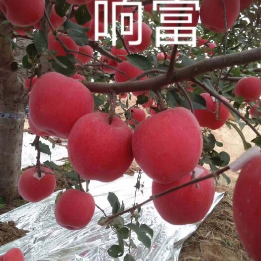 响富苹果苗 片红响富乔化1.5米一级苹果苗