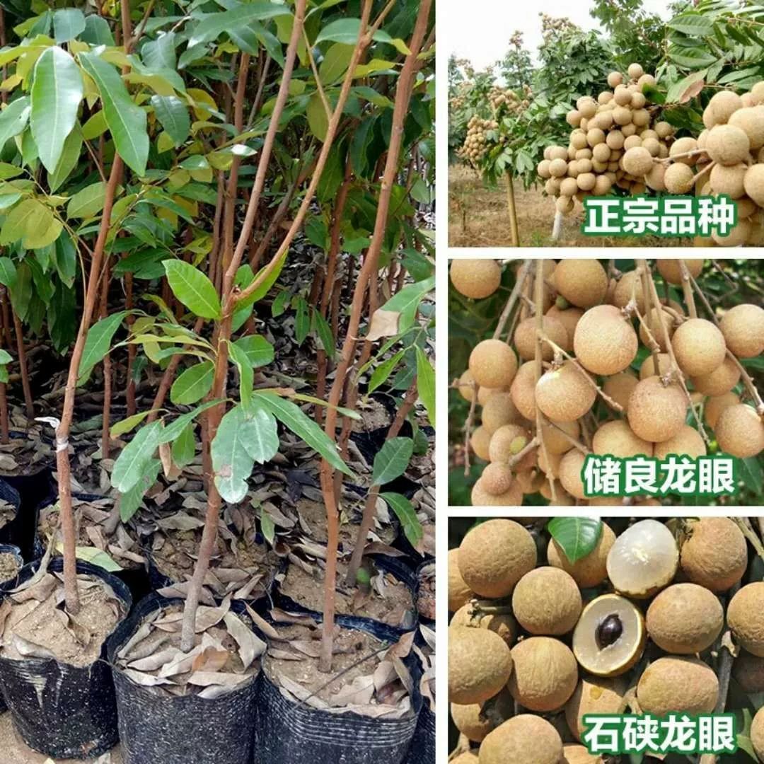 石峡龙眼苗  龙眼树苗石硖龙眼储良龙眼苗嫁接苗双季龙眼当年结果带泥带叶