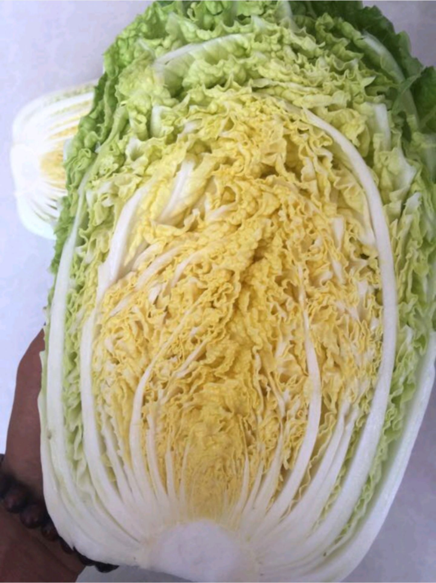 河北张家口张北县黄心大白菜种植产地批发
