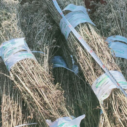 牙克石市小蓬草 蓍草，高山蓍草全草最后10几斤呼伦贝尔原生蓍草干货统货