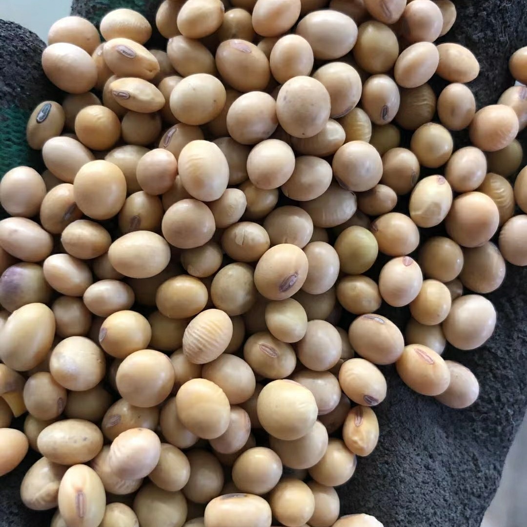 黄大豆 江苏省徐州市新沂市 熟大豆 1等品 豆粒 