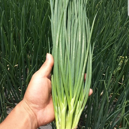 砚山县香葱 