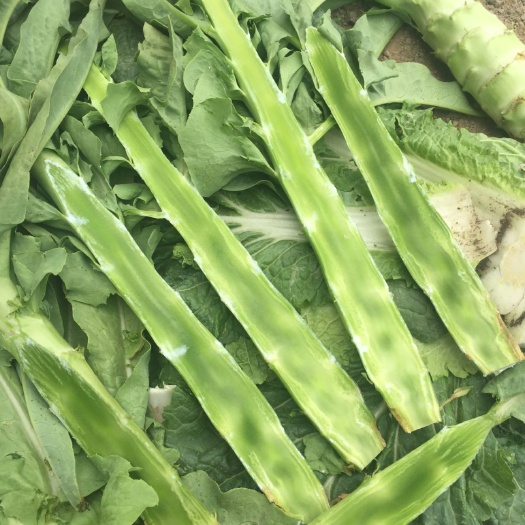 河北张家口张北县青皮尖叶莴笋 莴苣 青笋种植产地批发