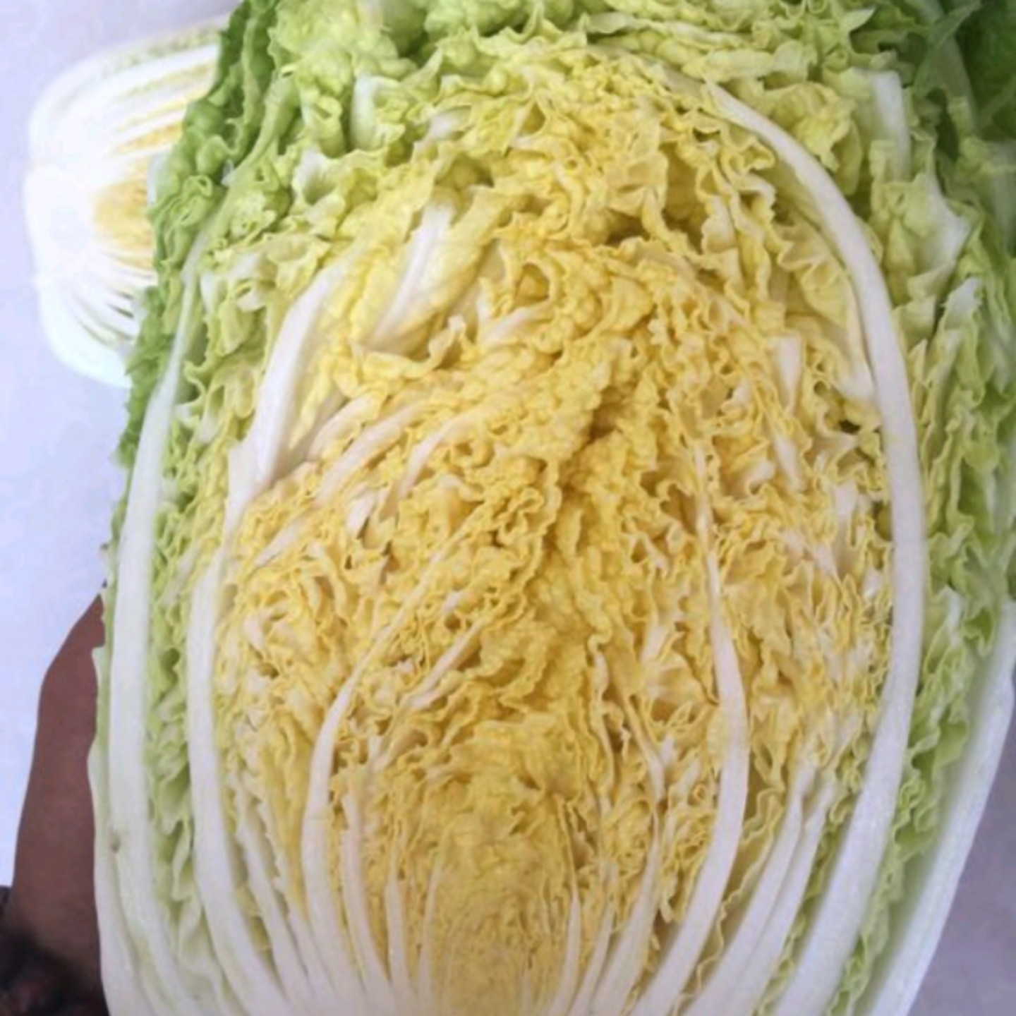 河北张家口张北县黄心大白菜种植产地批发