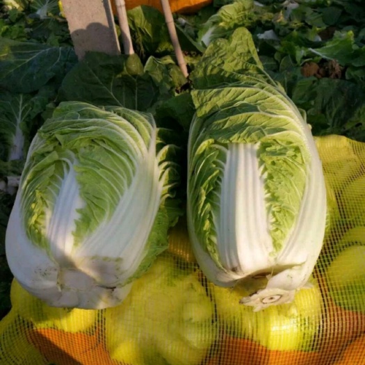河北张家口张北县黄心大白菜种植产地批发