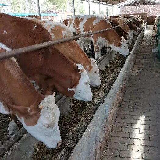  肉牛基地现售大小西门塔尔肉牛