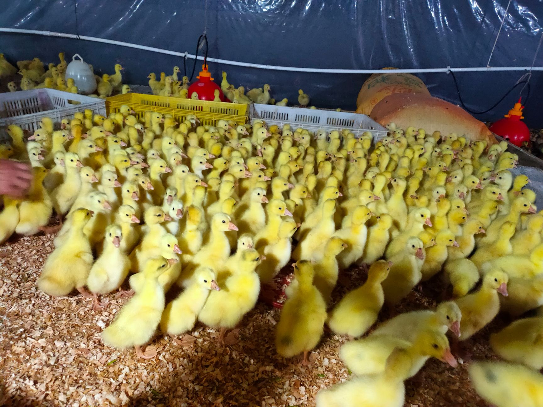 麻鸭苗，包打疫苗，