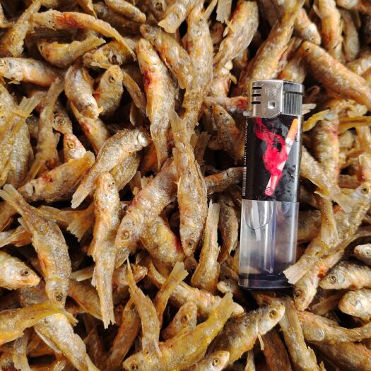 聊城麦穗鱼干  油炸小麦穗 现货供应