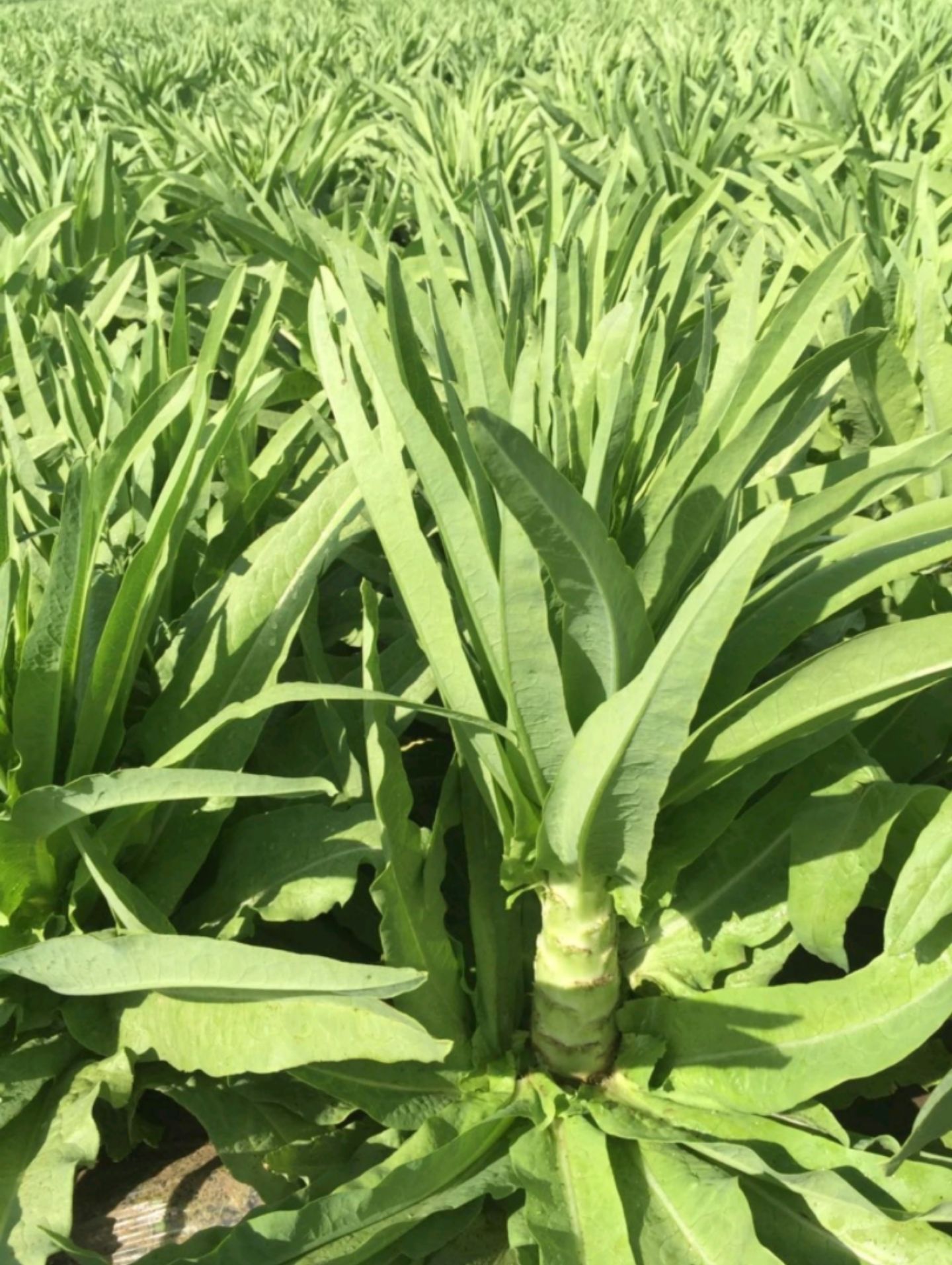 河北張家口張北縣青皮尖葉萵筍 萵苣 青筍種植產(chǎn)地批發(fā)