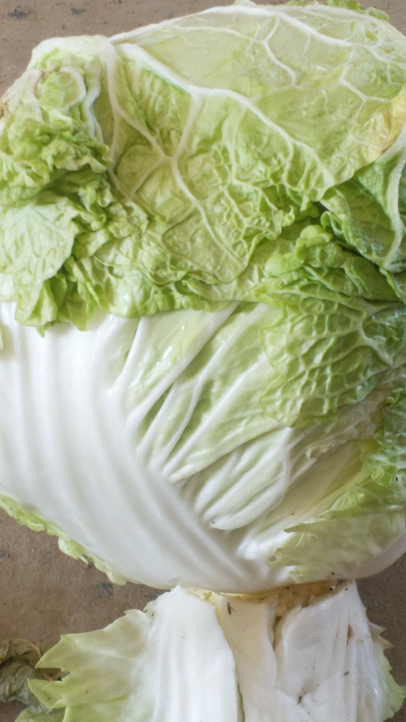 矮白菜  868白菜，京东7号白菜，冷库量大