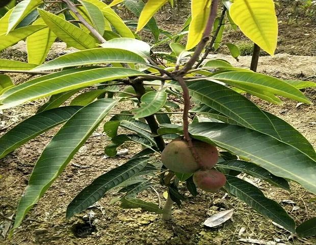 金煌芒果苗  專業(yè)嫁接芒果樹苗金煌臺農(nóng)桂七四季芒紅貴妃凱特澳芒地栽盆栽