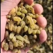 吐鲁番无核葡萄干 4000斤通货准备发往山东