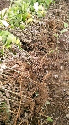 苦艾    南阳品种艾根叶大产量高本社是省科学院定点试验基地