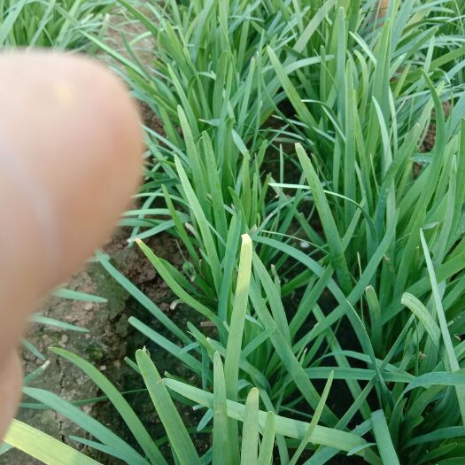 卫辉市大叶韭菜 二茬