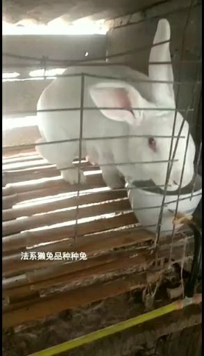 杂交兔  肉兔品种兔，肉兔种苗