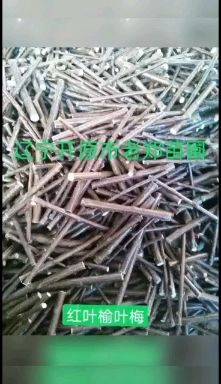 陕西卫矛  金丝吊蝴蝶接穗 嫁接繁育种条种芽 金丝吊蝴蝶树杩子 量大从优