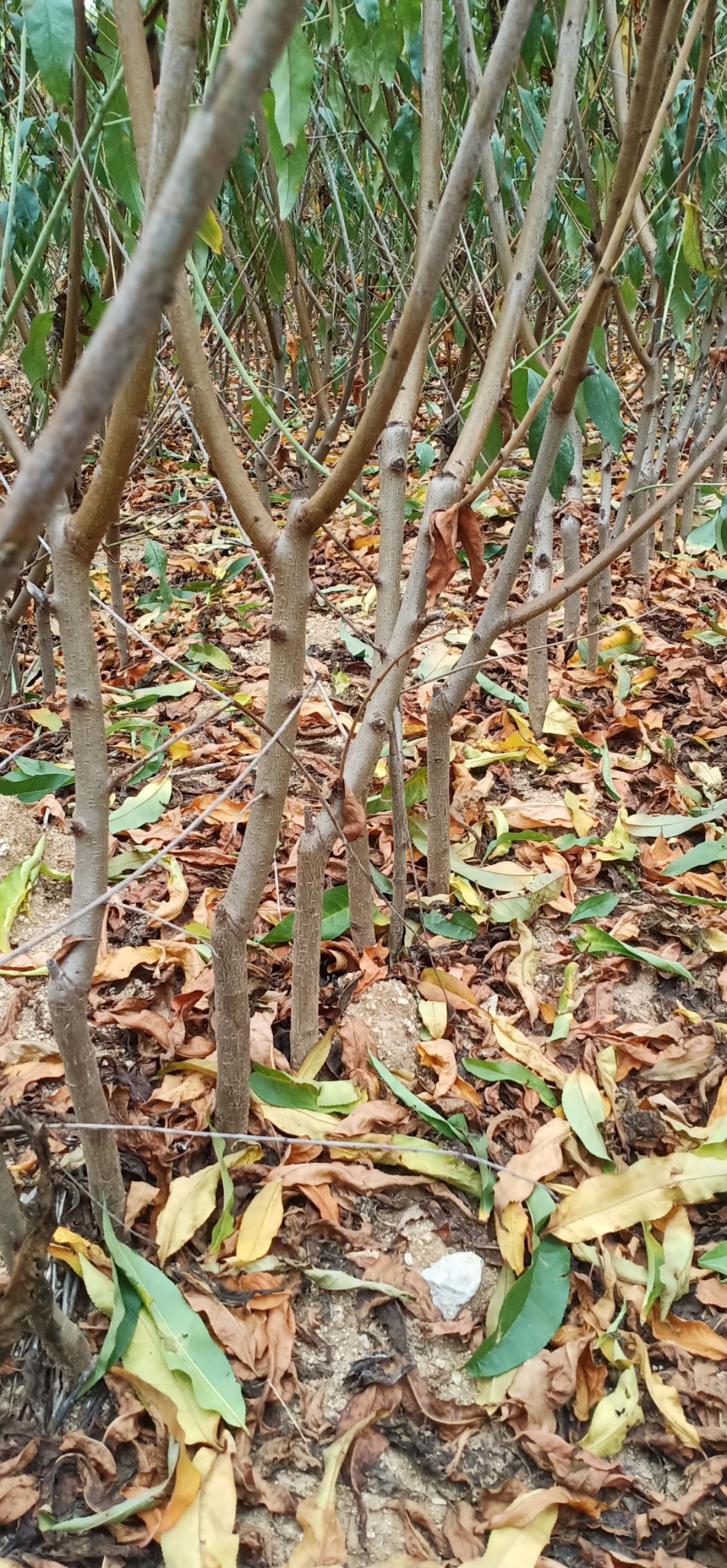 突围桃苗 早熟红桃，突围桃树苗，水蜜桃苗